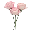 🌷