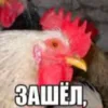 🐓