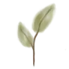 🌱