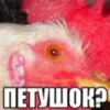🐓