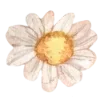 🌼