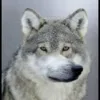 🐺