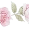 🌸