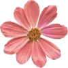 🌸