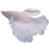 🐟