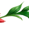 🌺