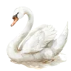 🦢