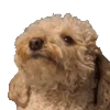 🐶