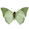 🦋