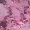 🌸
