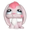 🐰