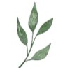 🌿