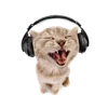 🐈‍⬛