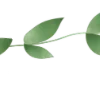 🌿