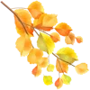 🍂