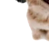 🐱