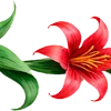 🌺
