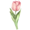 🌷