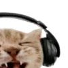 🐱