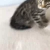 😡