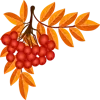 🍂