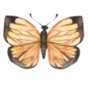 🦋
