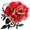 🌹