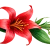 🌺