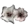 🌫
