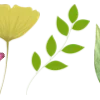 🌿