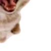 🐱