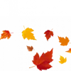 🍁