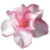 🌸