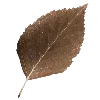 🍂