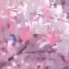 🌸