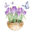 🌷