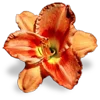 🌺
