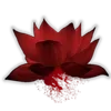 🪷