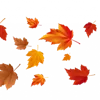 🍂