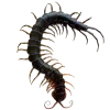 🐛