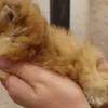 🐈‍⬛