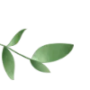 🌿