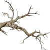 🌳