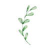 🍃