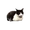 🐈
