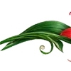 🌺