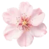 🌸