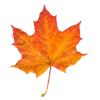 🍁