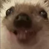 🦔