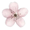 🌺